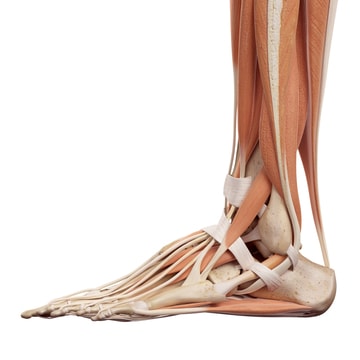 Ankle muscle and bone diagram