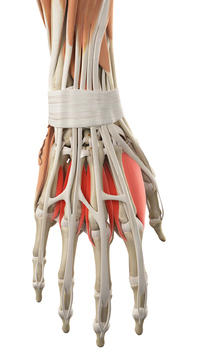 Hand muscle and bone diagram
