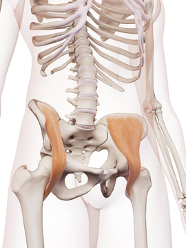 Hip diagram